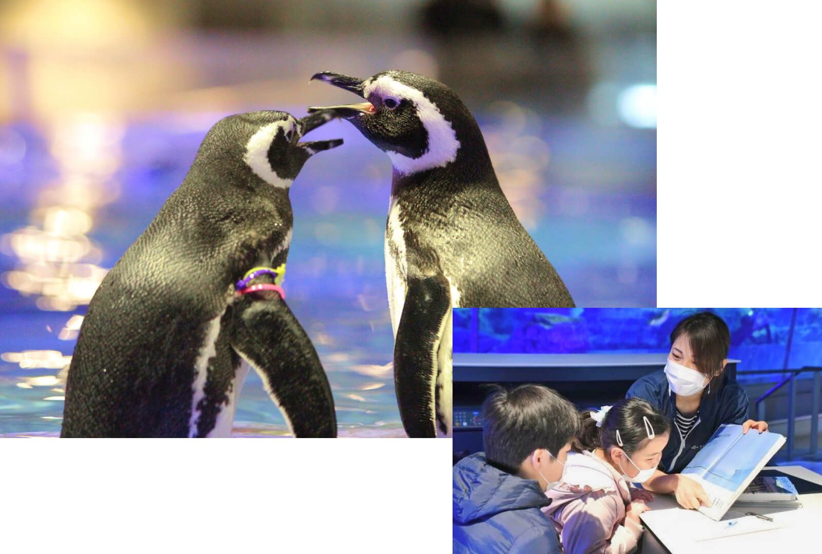 すみだ水族館